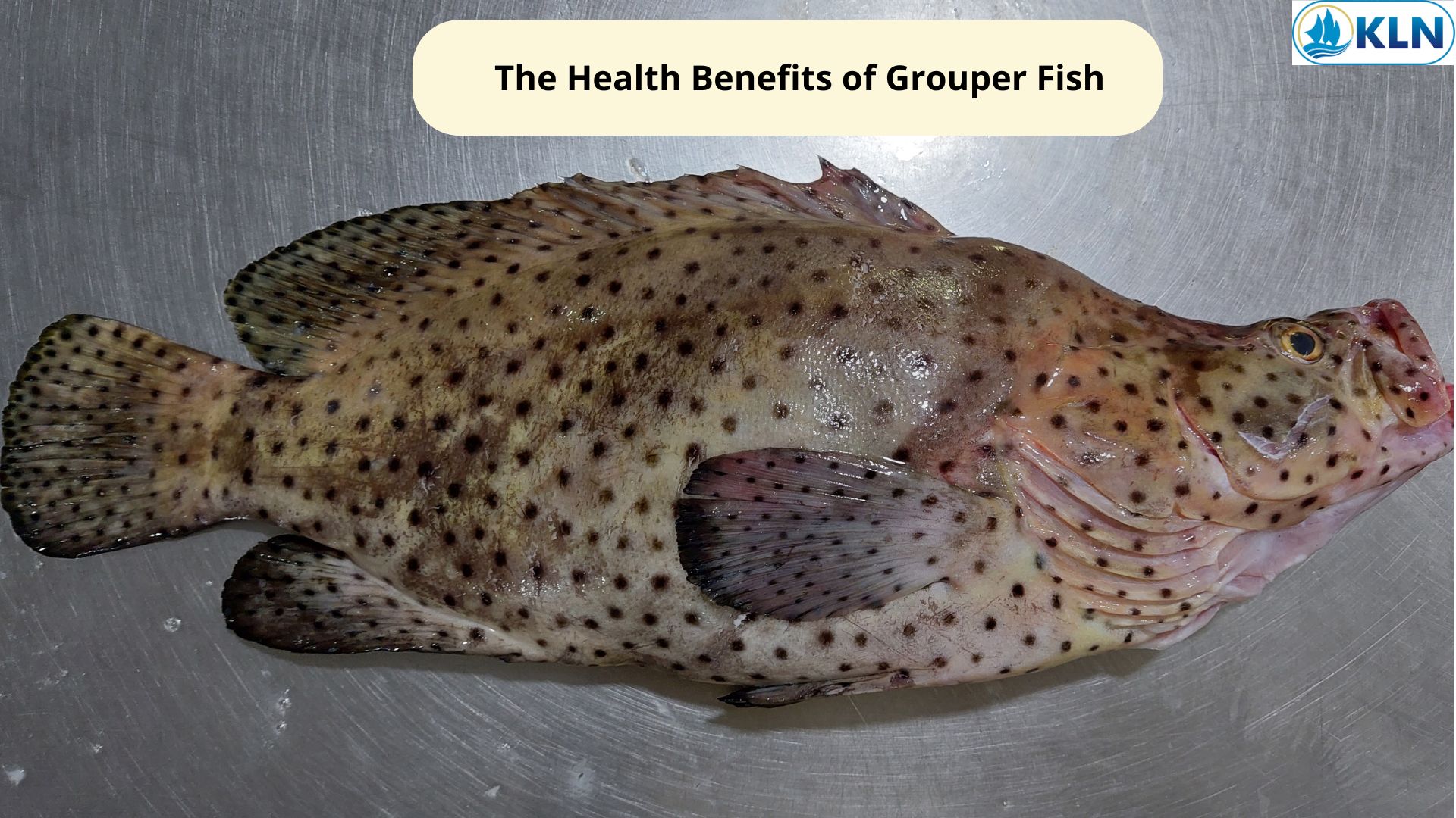 The Health Benefits of Grouper Fish